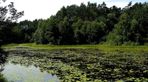 Zatoka Jeziora Chomiąskiego z grążelami