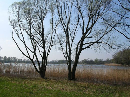 Jezioro Rogowskie wczesną wiosną